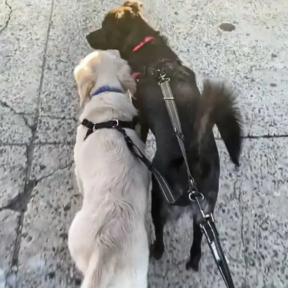 Dual Adjustable Length Lead Quality Reflective no Tangle Leash for Two Dogs