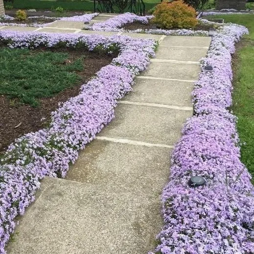 Emerald Blue Creeping Phlox