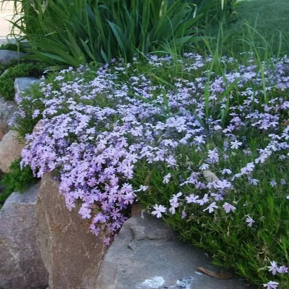 Emerald Blue Creeping Phlox