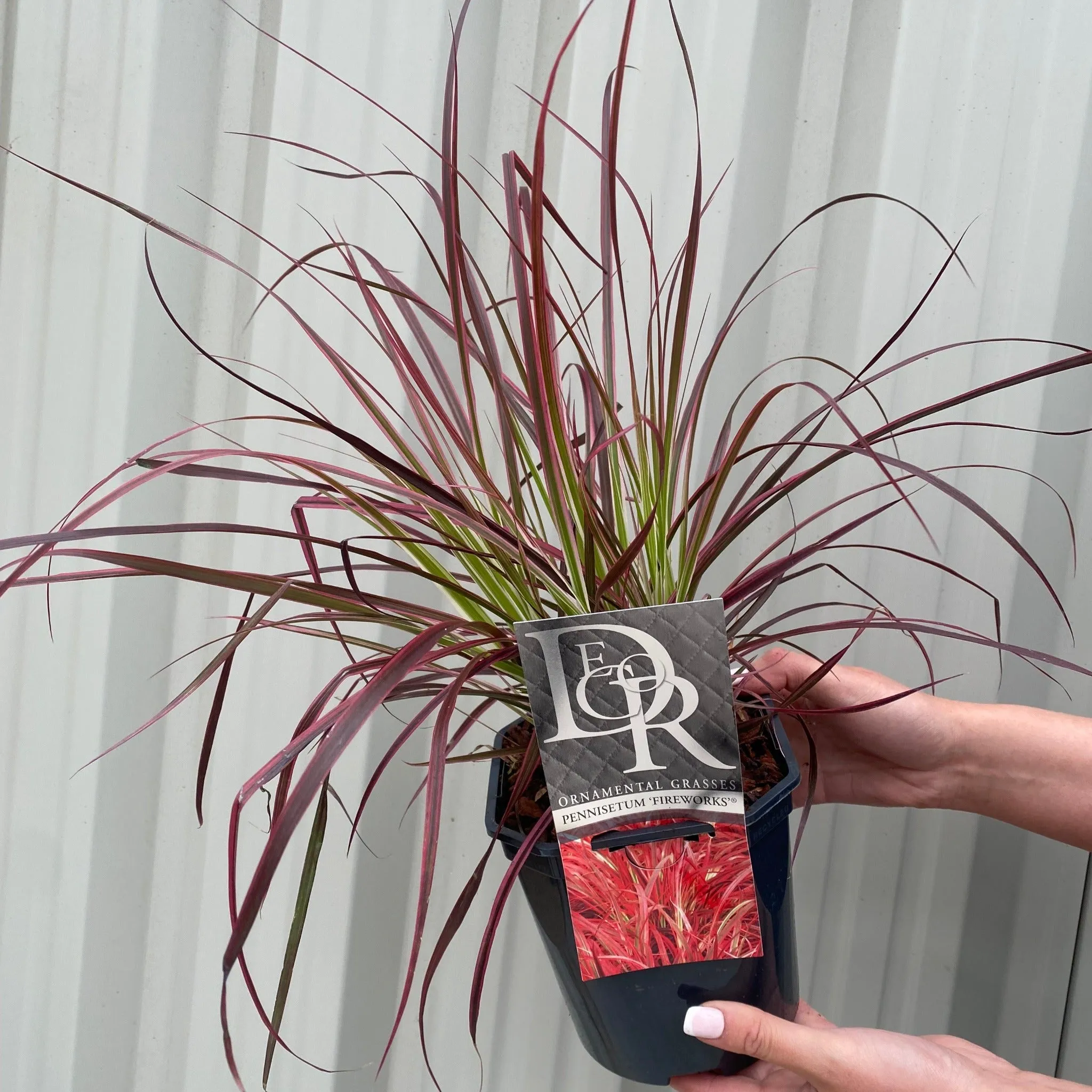 Pennisetum Fireworks Grass