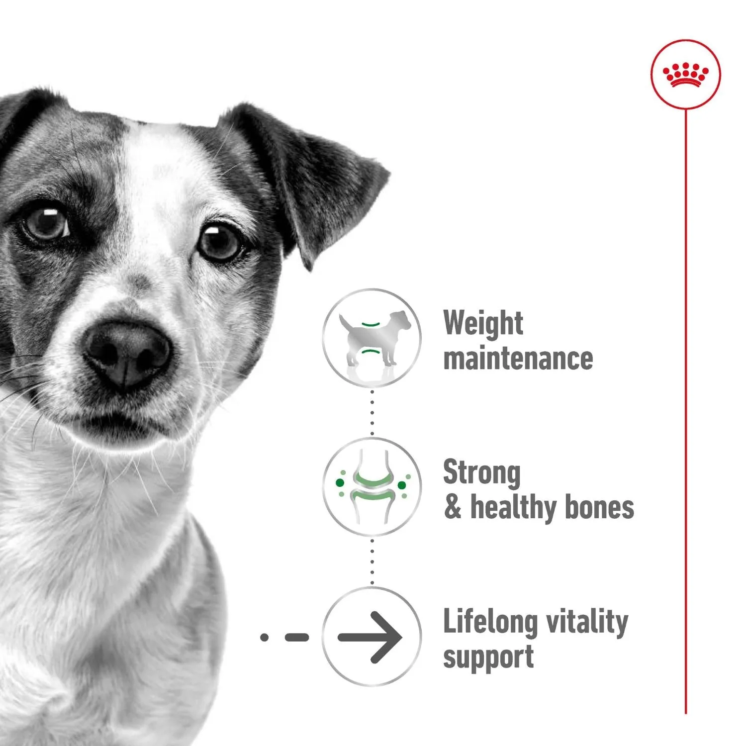 Royal Canin Dog Mini Ageing 12  Dry Food 1.5kg